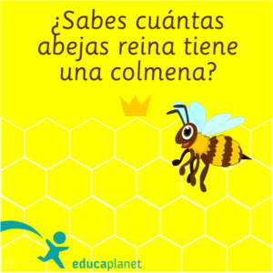 Abejas reina en una colmena - curiosidades animales 